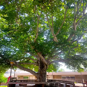 Trees Campus Tile