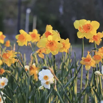 Closeup of daffodils