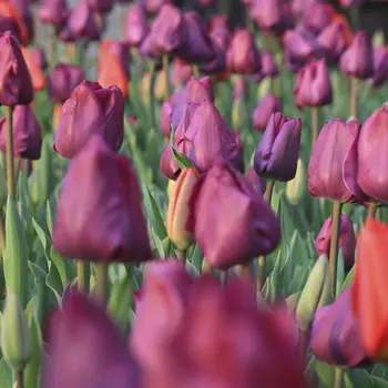 Closeup of tulips