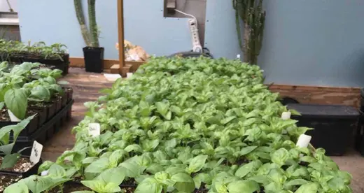 15th Annual Plant Sale - News Featured