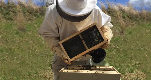 Bee Yard Receives Sponsor-A-Hive Grant - News Featured
