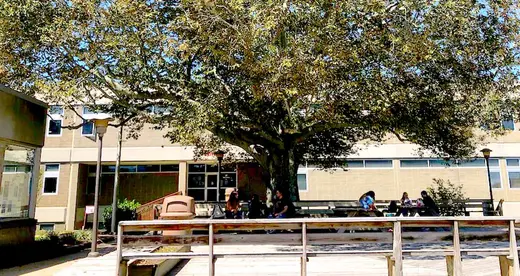 Beech Tree at A-B Tech