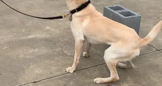 Labrador Bark