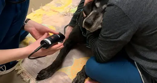 Dog Shave Vet