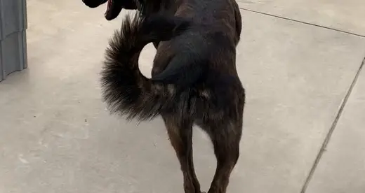 Shepherd Sit
