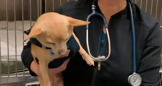 Veterinary Medical Technology - Anika and Pickles