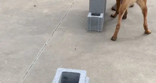 Shepherd Bark