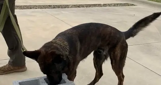 Shepherd
