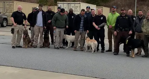 Herding Dogs