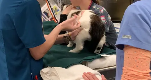 Cat Shot Vet