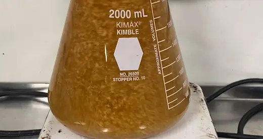 CBI - Yeast Starter