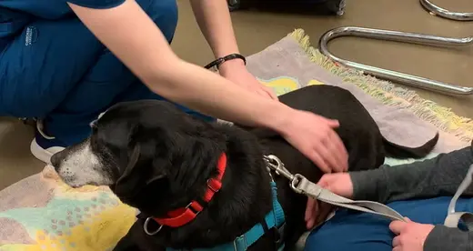 Dog Prep Vet