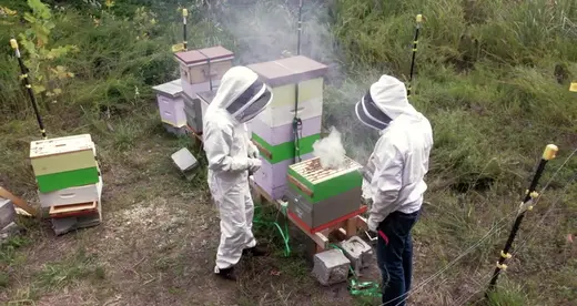 A-B Tech Apiary