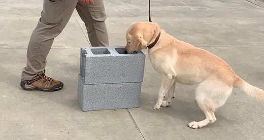 Labrador Search