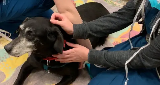 Dog Heartbeat Vet