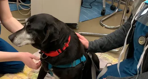 Dog Calm Vet