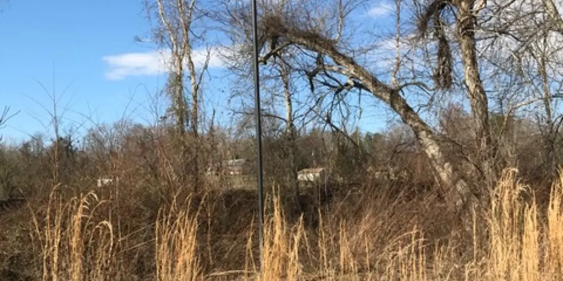 Bat house on a pole.