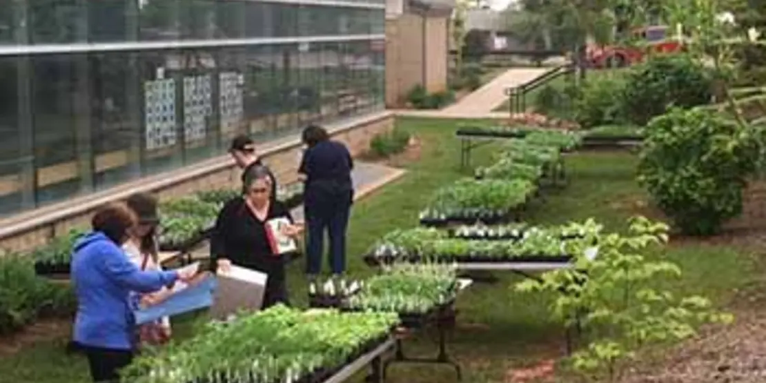 People shopping for plants.