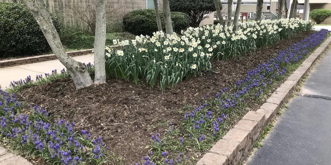 Flowers at A-B Tech