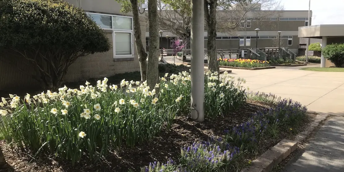 Flowers at A-B Tech