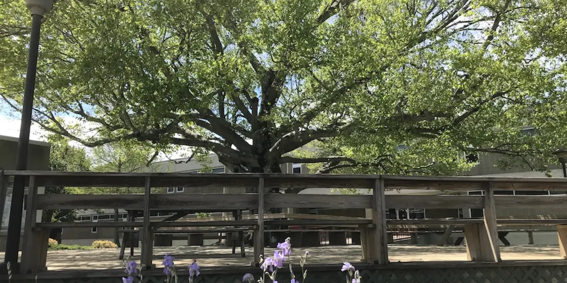 Tree at A-B Tech