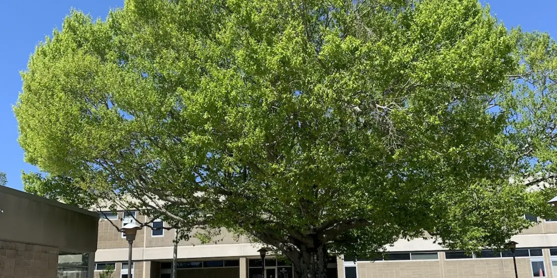 Green tree at A-B Tech