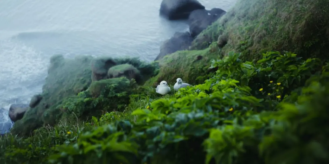 Two birds on the side of a cliff in Iceland