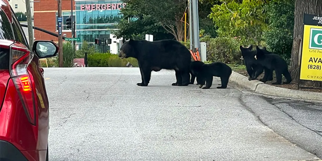 Bear on Campus Featured Carousel