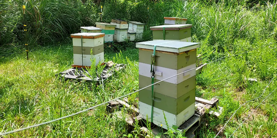 Bee Hives Featured Carousel