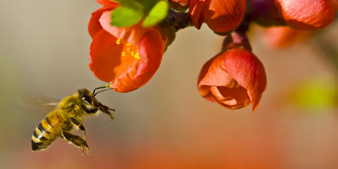 Bee Pollination Featured Carousel