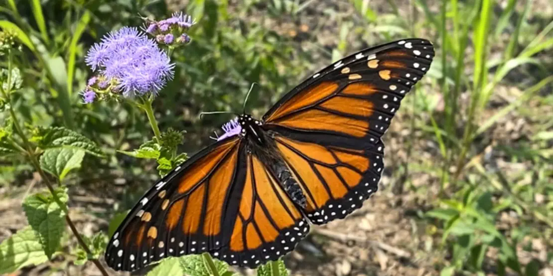 Monarch Butterfly Featured Carousel