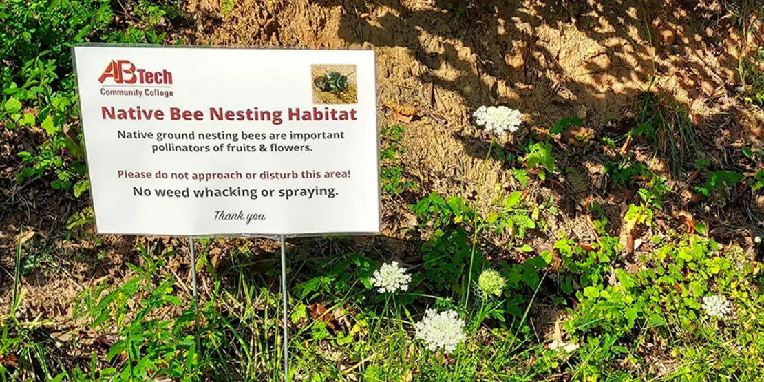 Nesting Bees Featured Carousel