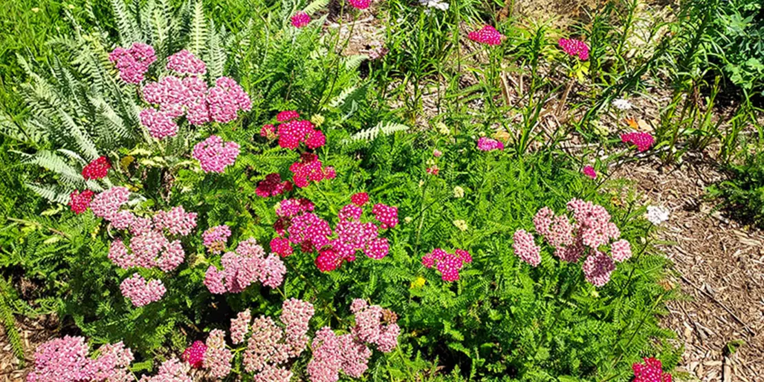 Pollinator Garden Featured Carousel