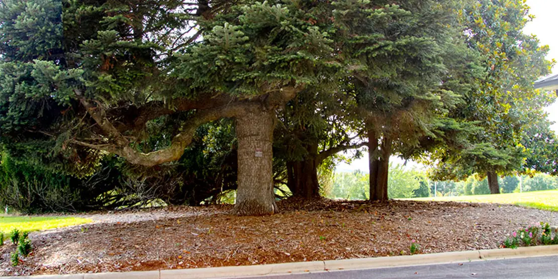 Treasured Tree Featured Carousel