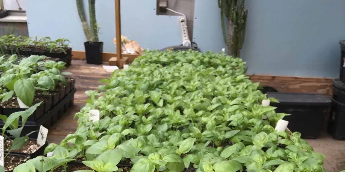 15th Annual Plant Sale - News Featured