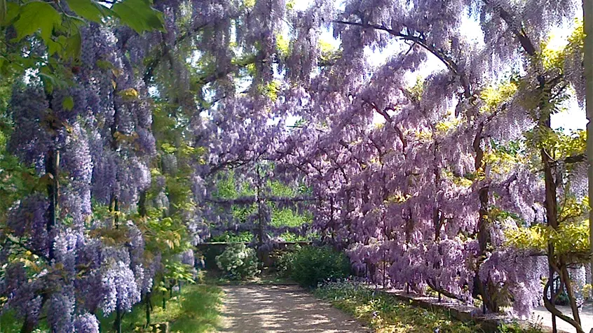 Chinese Wisteria