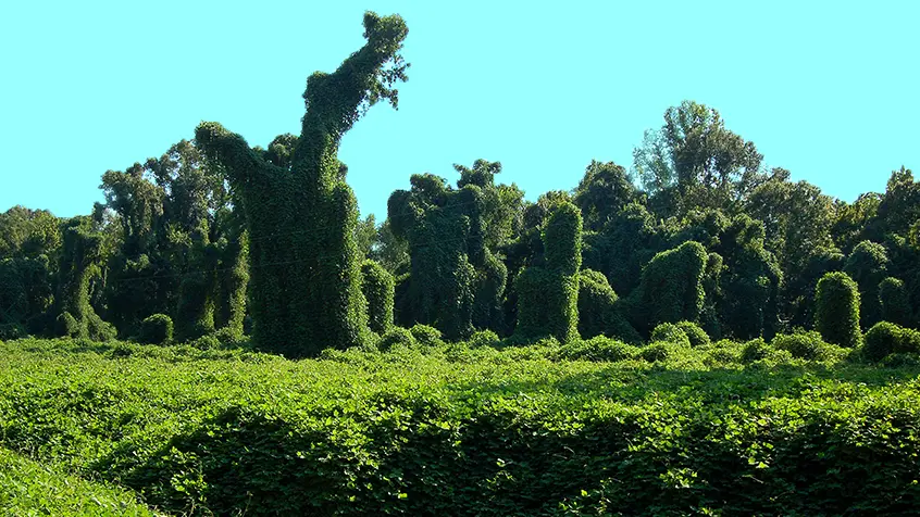 Kudzu