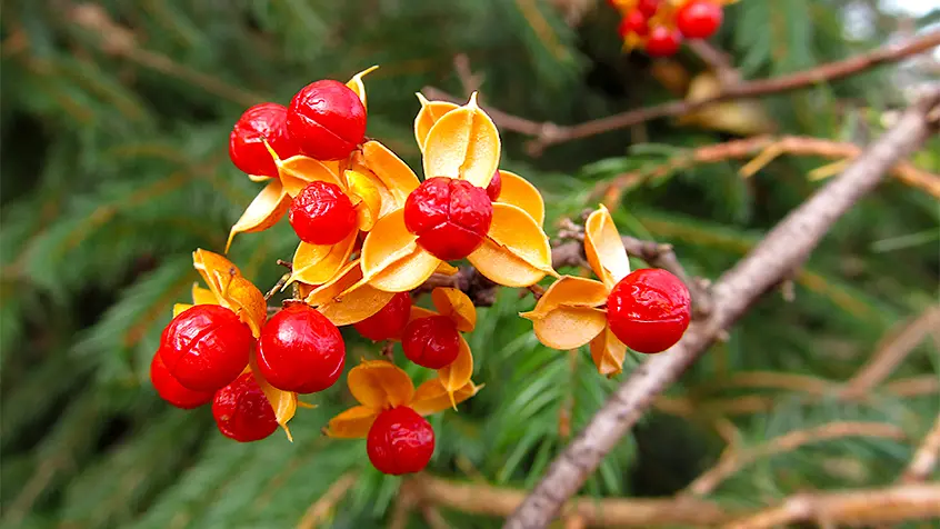 Oriental Bittersweet