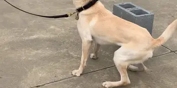 Labrador Bark