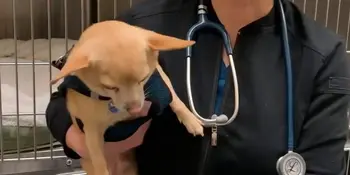 Veterinary Medical Technology - Anika and Pickles