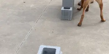 Shepherd Bark